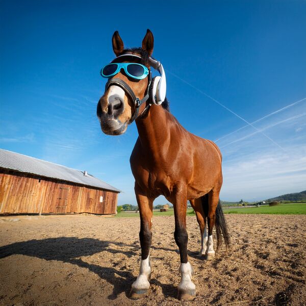 File:Poster - Horse.jpg